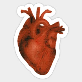 anatomical heart drawing Sticker